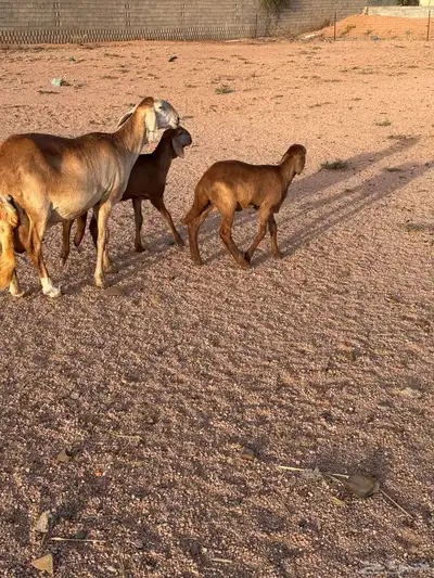 شاه سواكنيه متاوم مقنوي 5