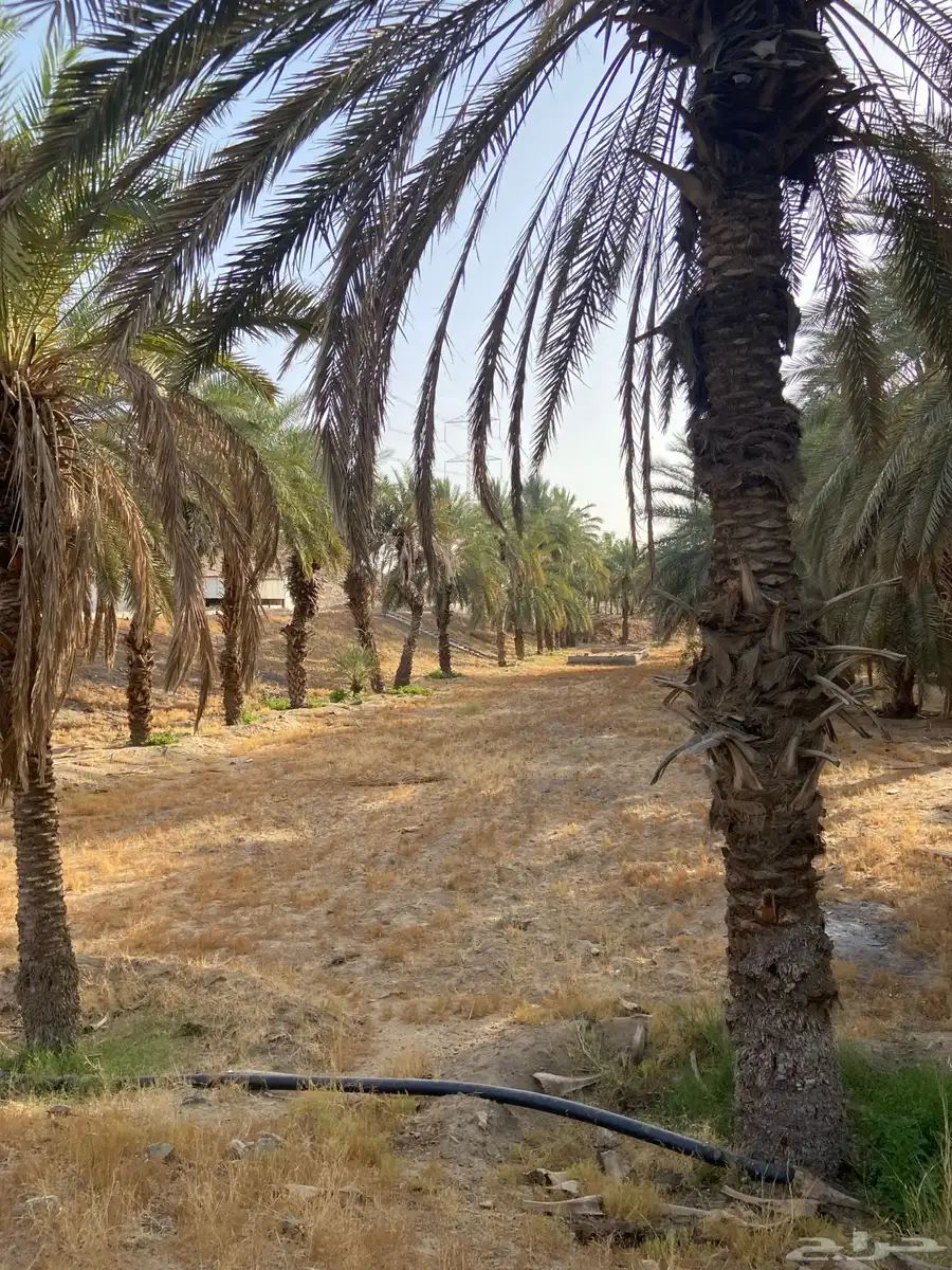 نخل للزينة 3