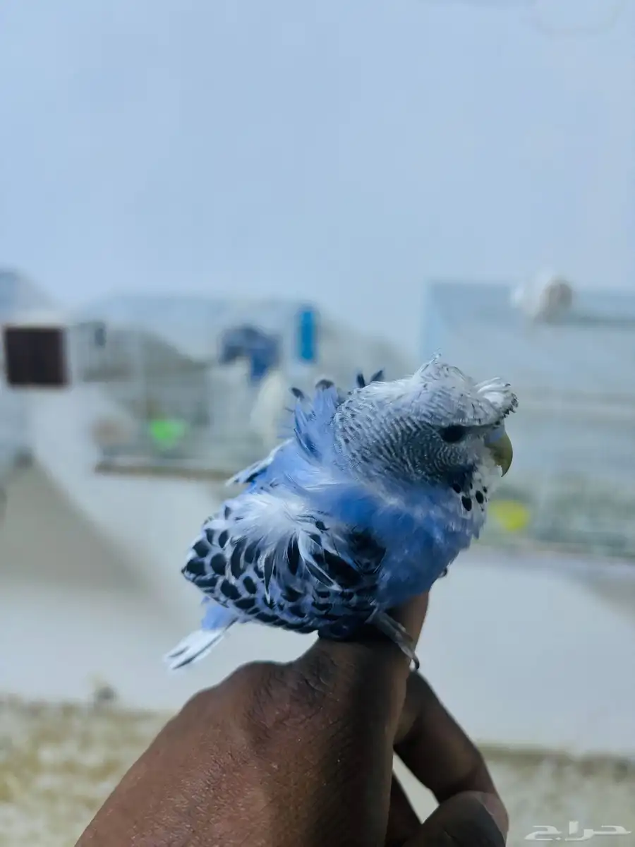 فرخين بادجي 2