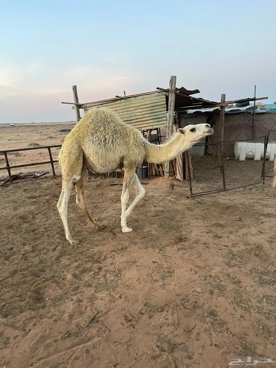 قعدان للبيع 4