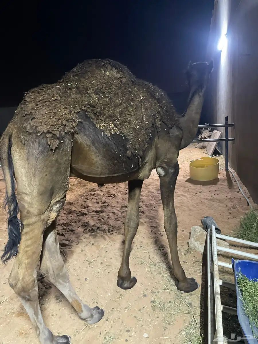 قعود عمره حوالي سبعه شهور ونص طيب ماياكل إلا برسيم 0