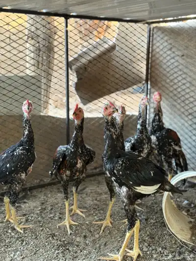 7 ديكه سندي بيور نسل غبشان 4