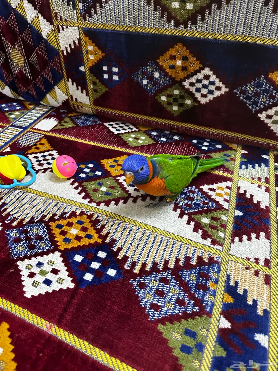 فرخ لوري 1