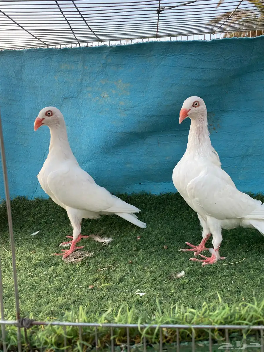 حمام دنش 0