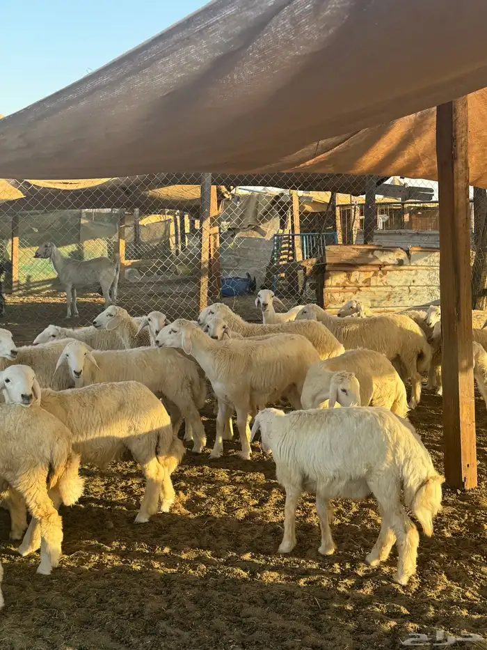 حريات حري طليان طلي تيوس عارضيات جفار جفره تيس 4
