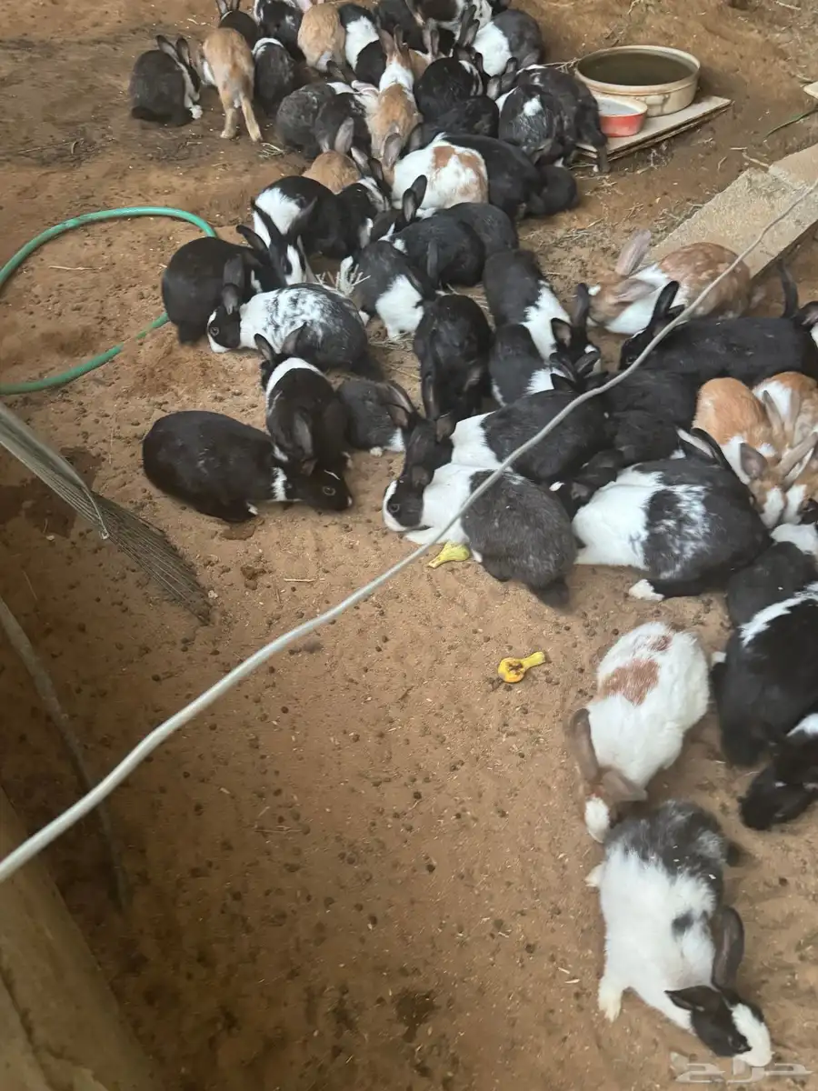 للبيع ارانب تقريبن اربعن صحه جيده 4