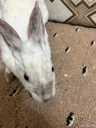 ارانب فرنسيه للبيع 1