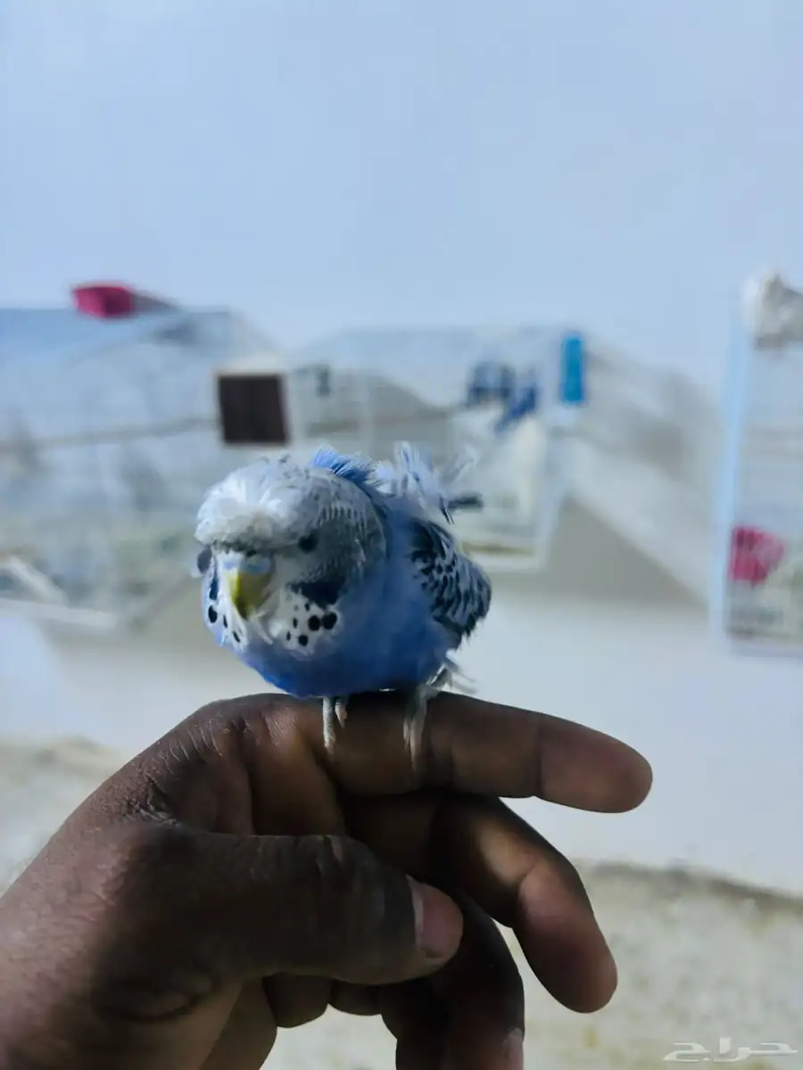 فرخين بادجي 3