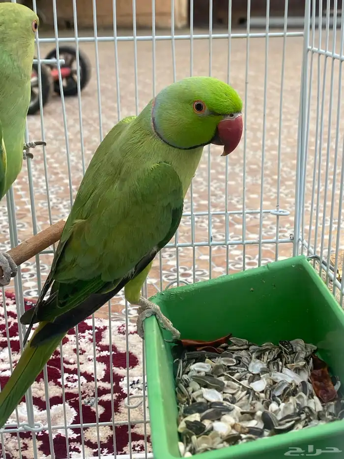 ببغاء دره 1