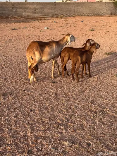 شاه سواكنيه متاوم مقنوي 0