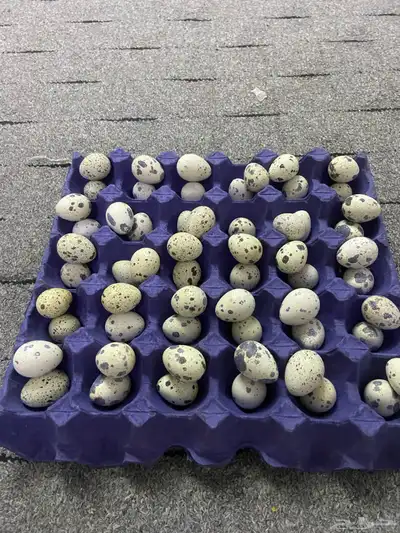 بيض سمان طبق كامل مدبل 0