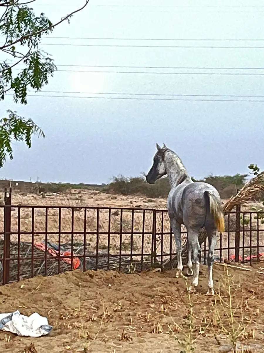 حصان شعبي 2