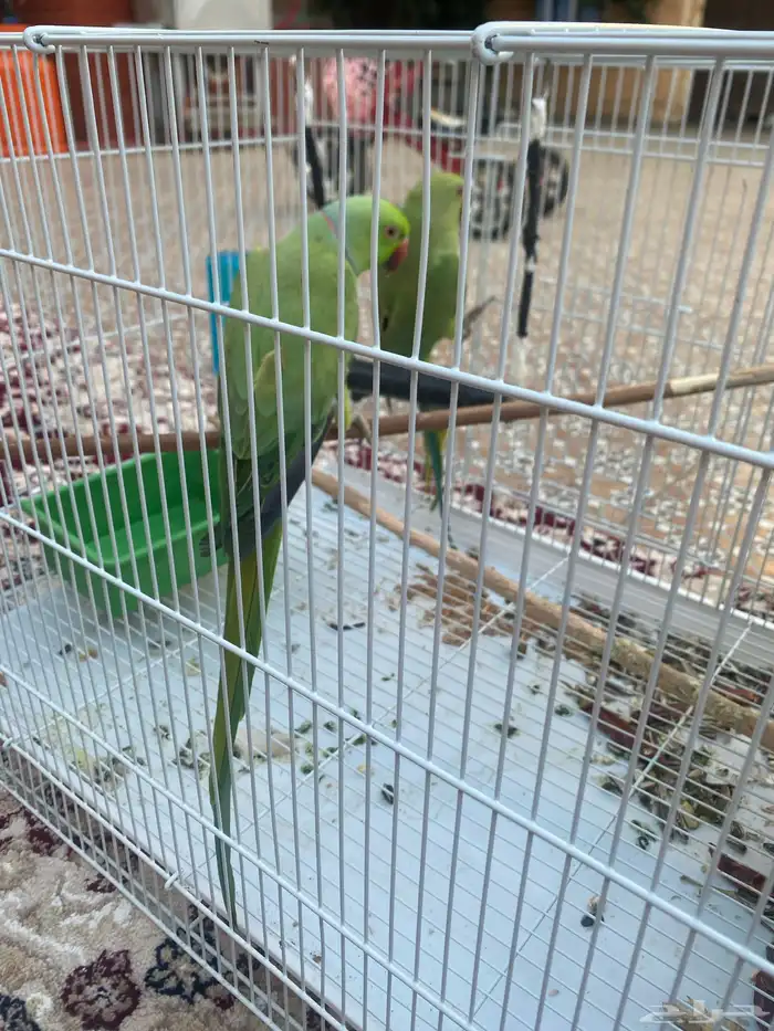 ببغاء دره 3