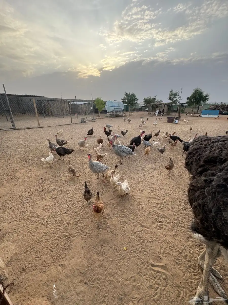 دجاج رومي 1