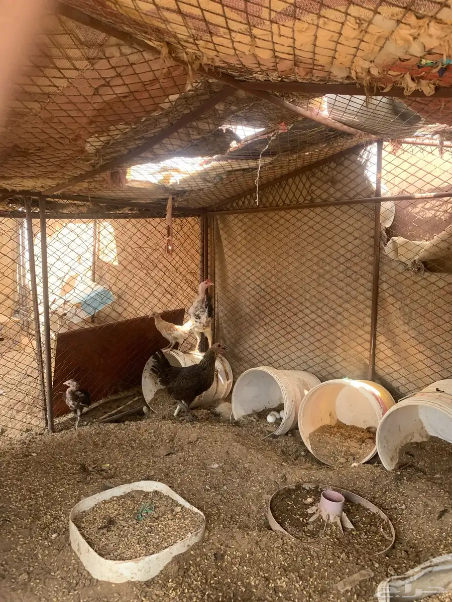 دجاج بلدي 1