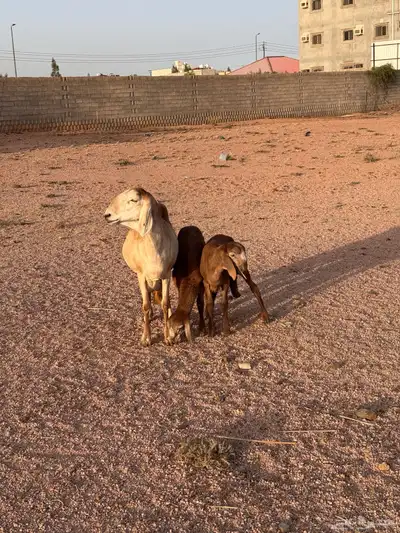 شاه سواكنيه متاوم مقنوي 7