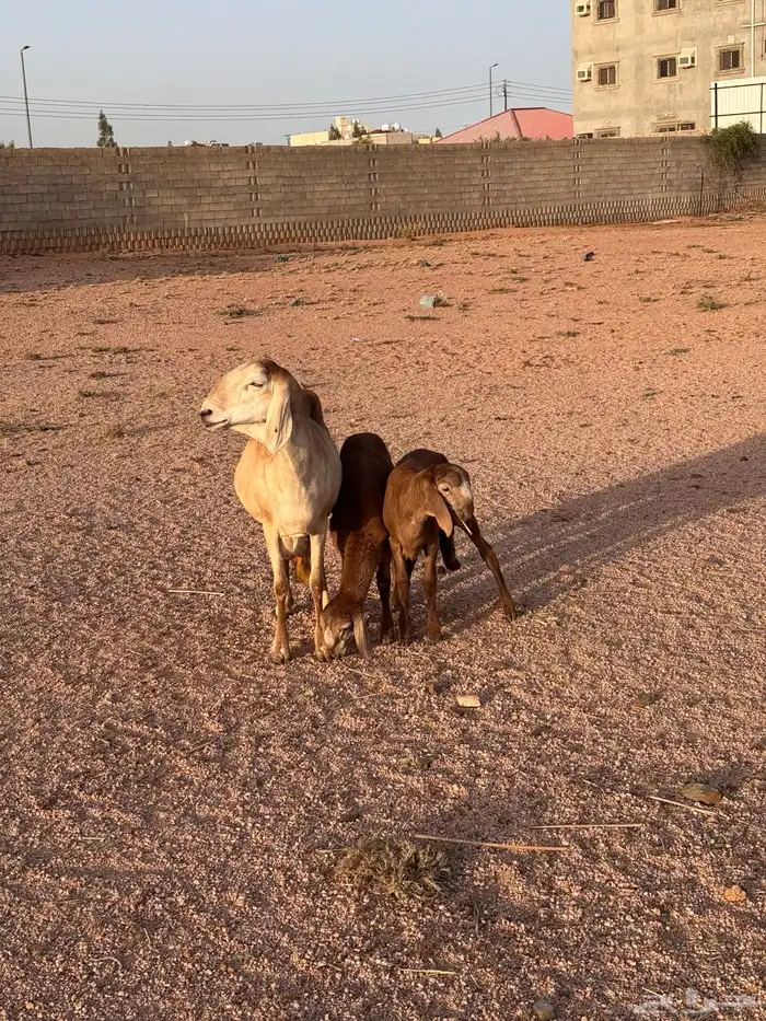 شاه سواكنيه متاوم مقنوي 7