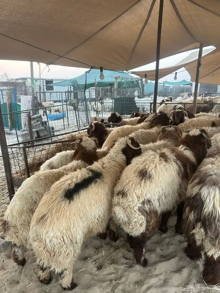 نعيم جبر ووسط فاخر 6