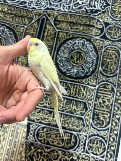 طيور الحب أليفة ولعوبه اللي يبغى الزين يلحق عليه 5