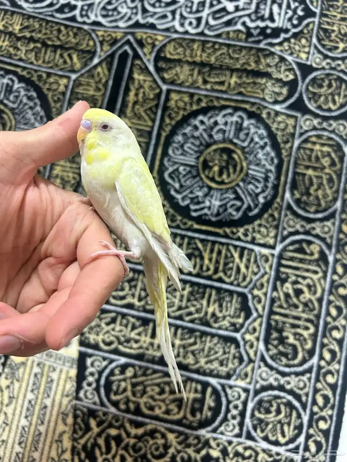 طيور الحب أليفة ولعوبه اللي يبغى الزين يلحق عليه 5