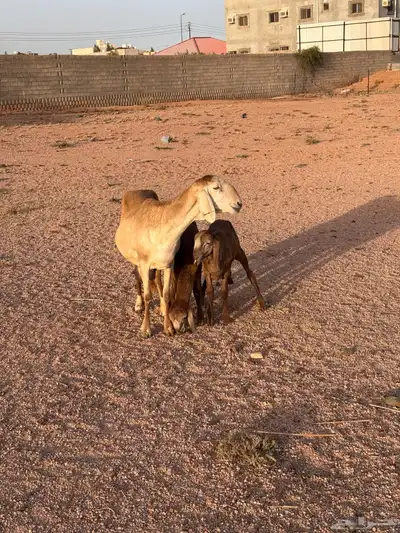 شاه سواكنيه متاوم مقنوي 8