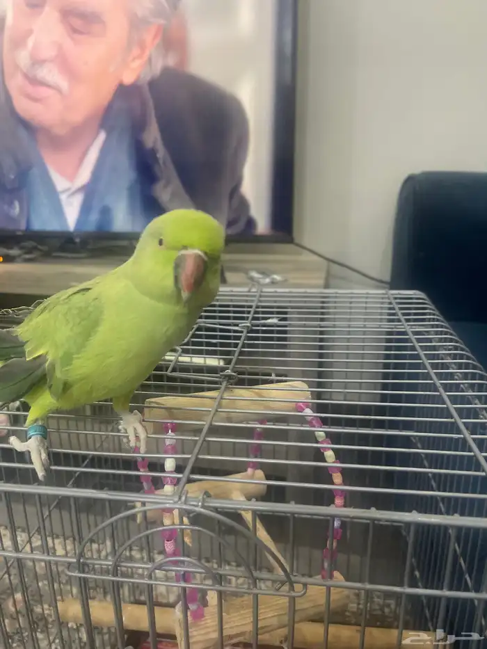 بغباء أنثى كامل جناح اليف مع الكل 1