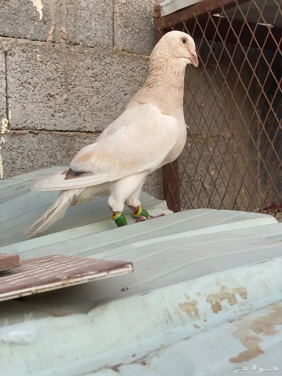 حمام شامي 9