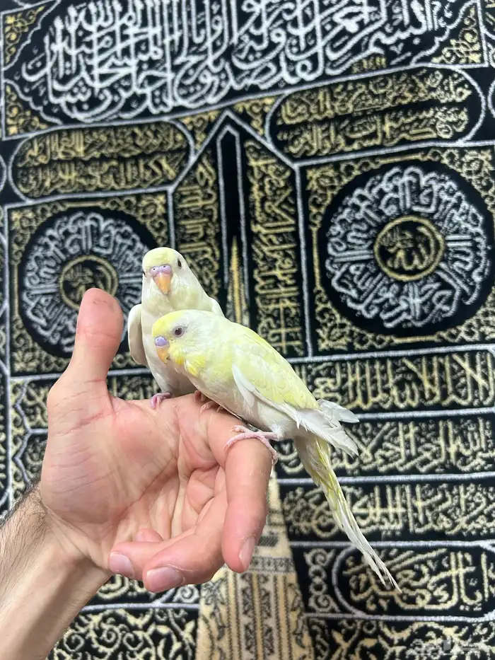 طيور الحب أليفة ولعوبه اللي يبغى الزين يلحق عليه 2