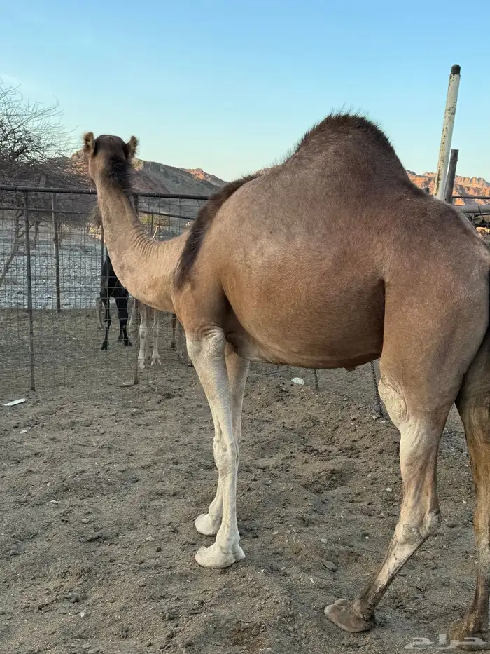 للبيع ناقة حمرا 4