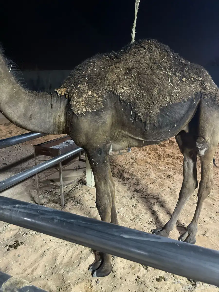 قعود عمره حوالي سبعه شهور ونص طيب ماياكل إلا برسيم 3