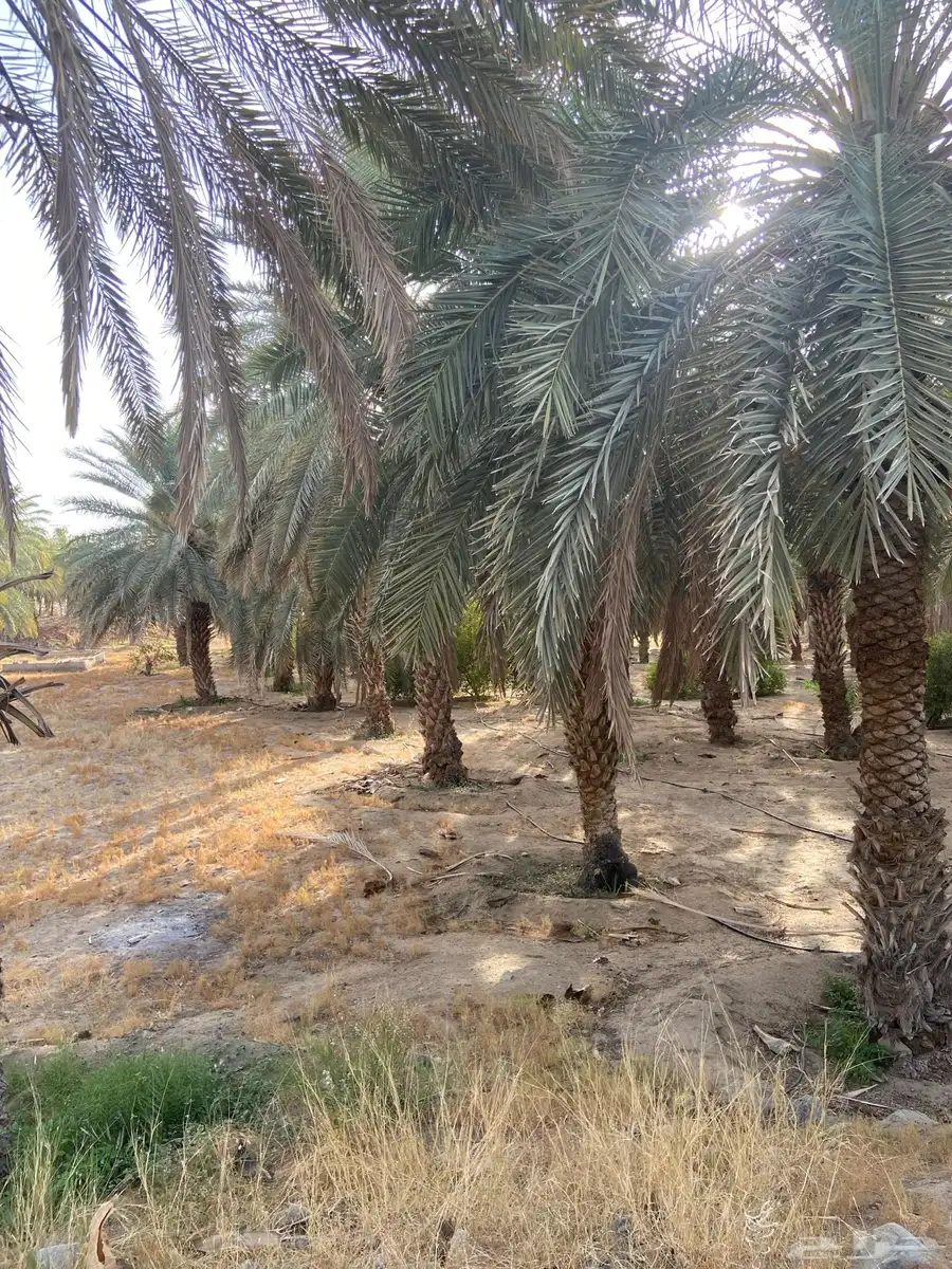 نخل للزينة 2