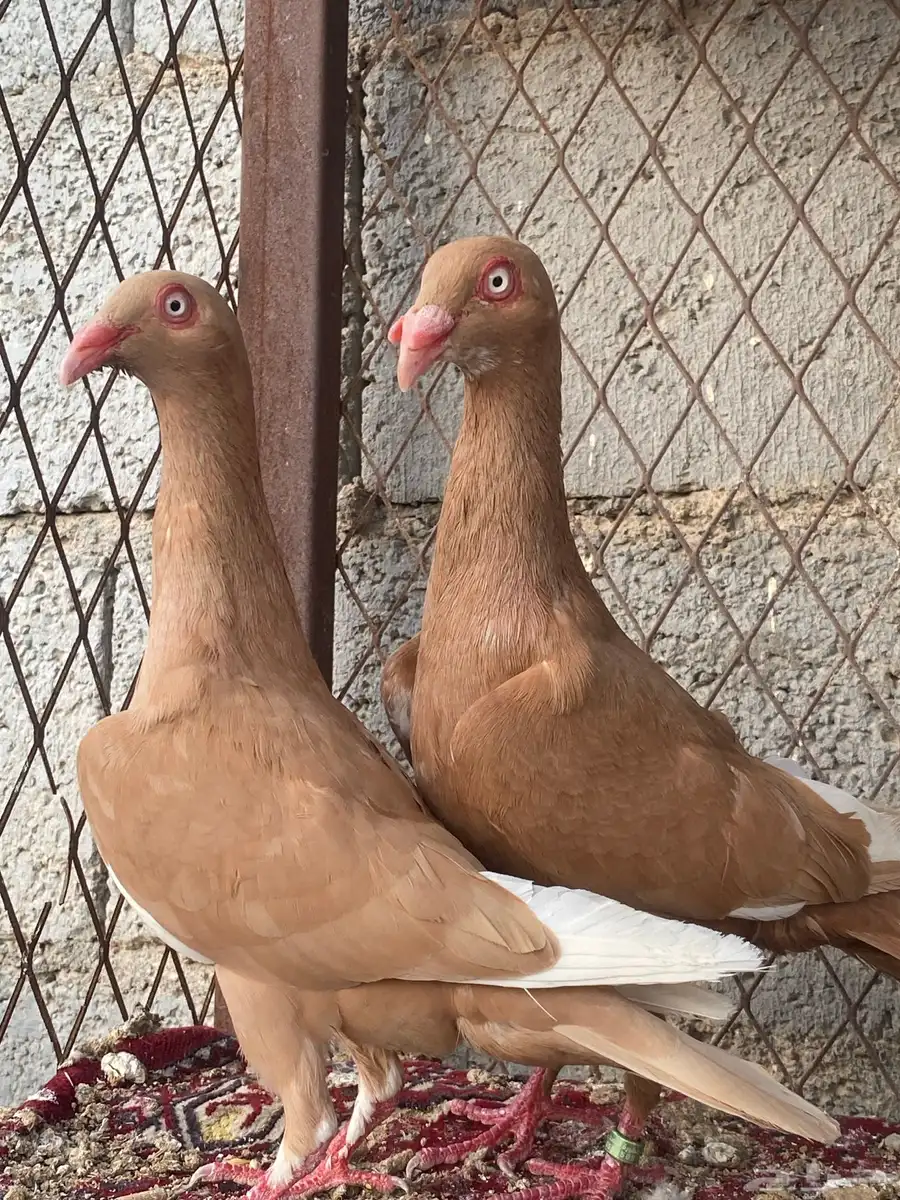 حمام شامي 15