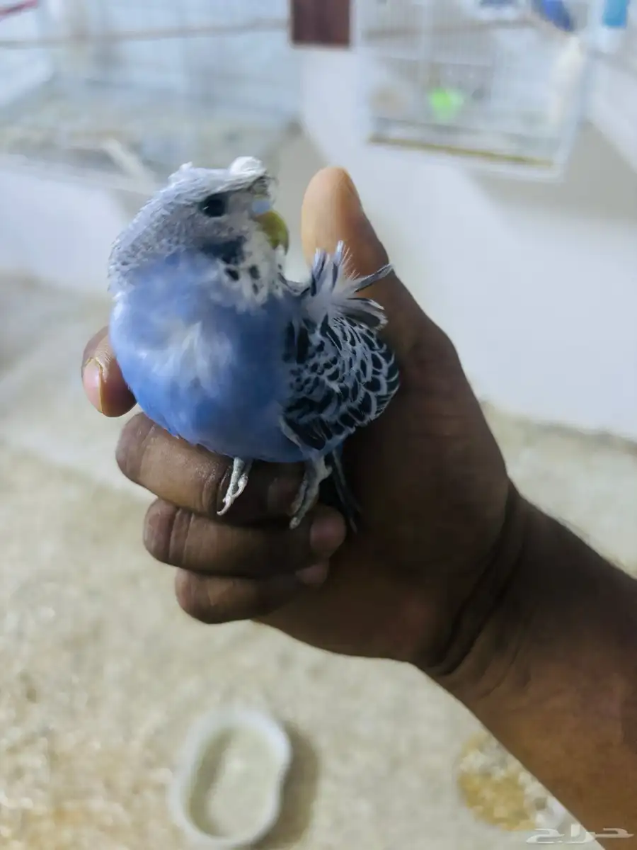 فرخين بادجي 0