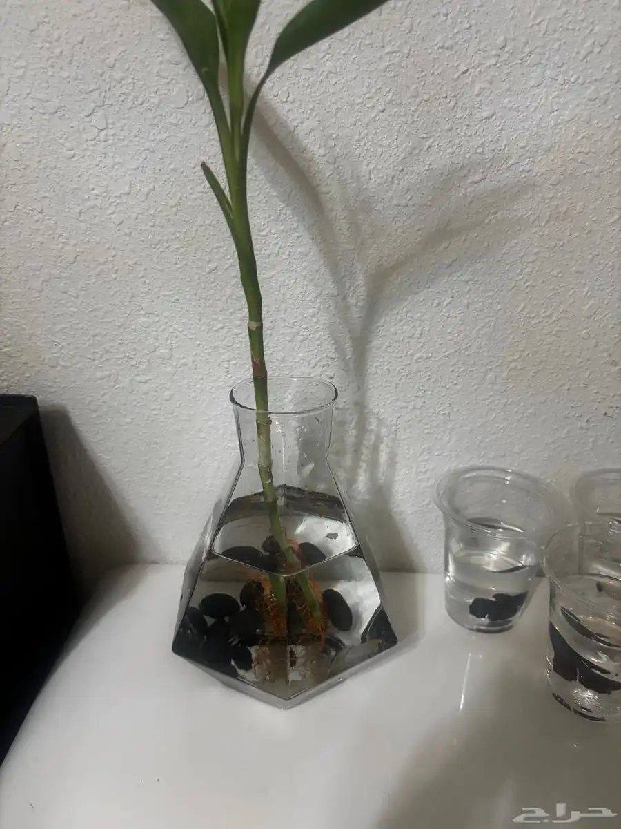 سمك فايتر 1