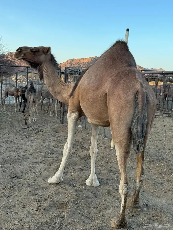 للبيع ناقة حمرا 3