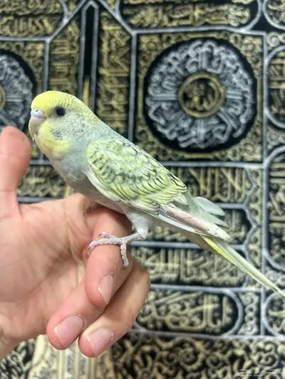 طيور الحب أليفة ولعوبه اللي يبغى الزين يلحق عليه 8