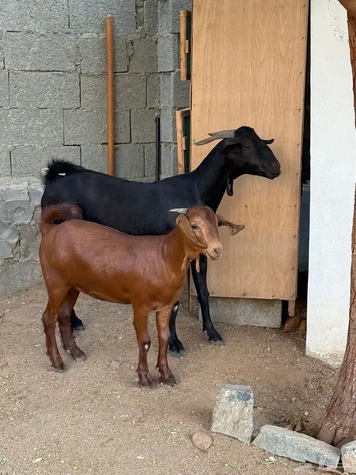 عنز محايليه تحتها جفره 0