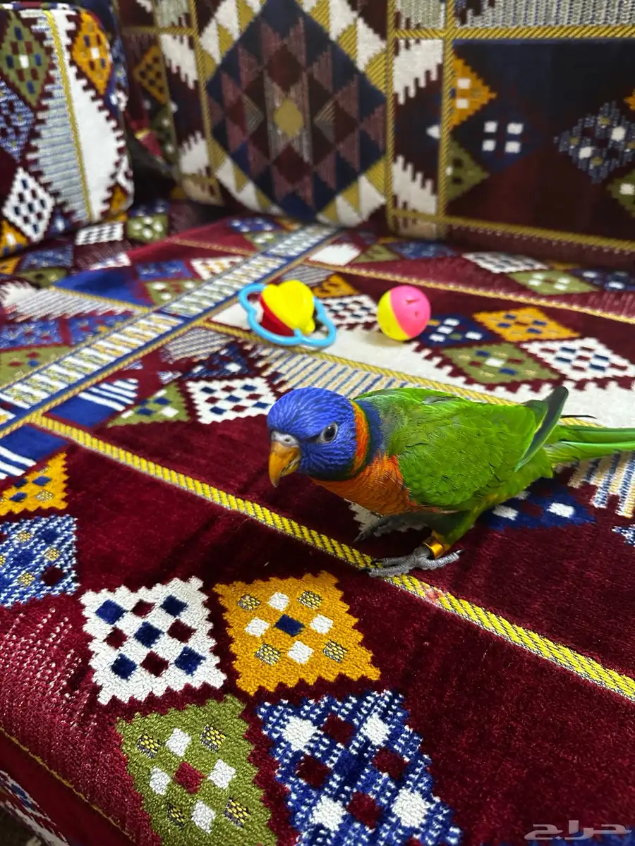 فرخ لوري 2