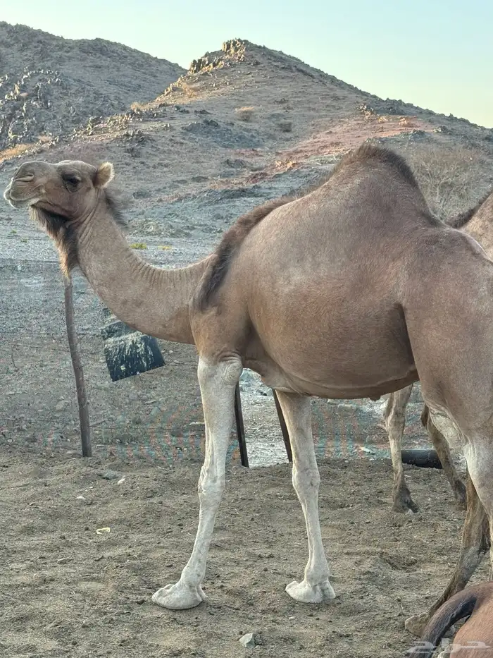 للبيع ناقة حمرا 2