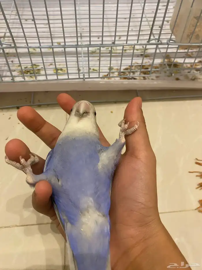 روز ذكر شرط تم البيع 4