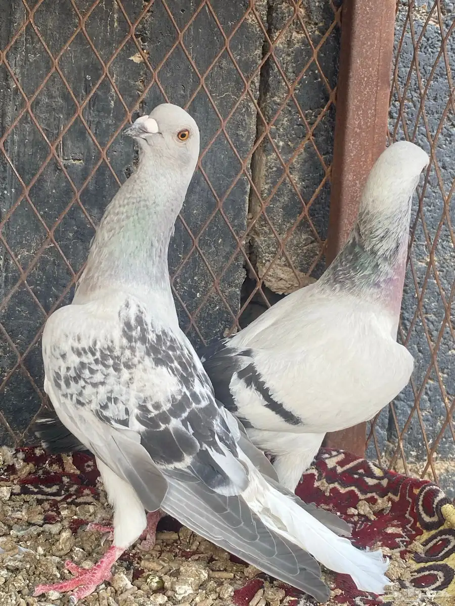 حمام شامي 27