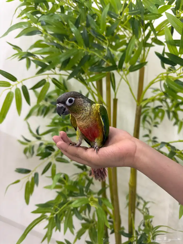 كنيور يلوسايد اليف وهدد  تم البيع 0