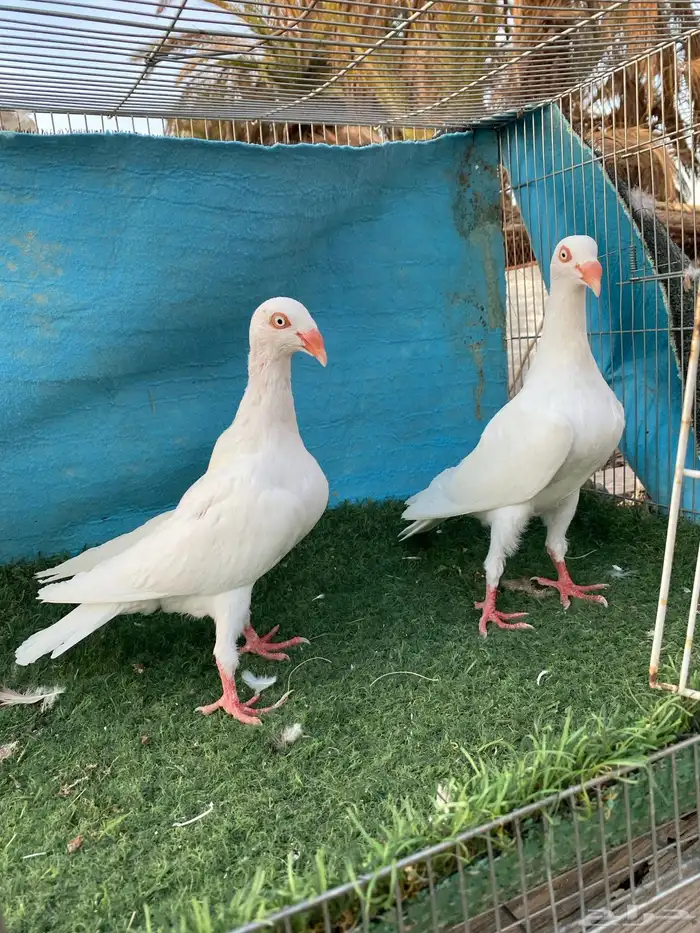 حمام دنش 1