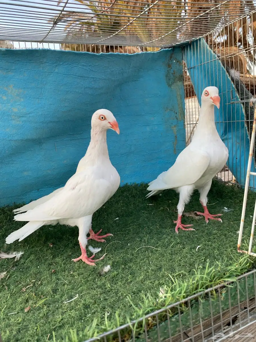 حمام دنش 1