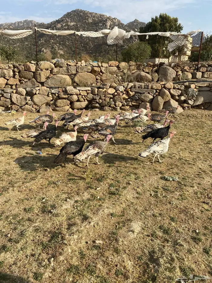 رومي للبيع 1