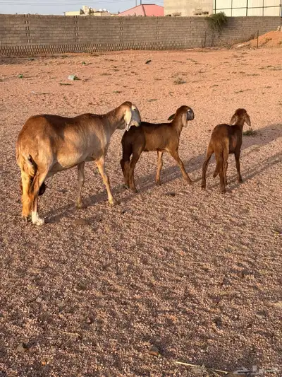شاه سواكنيه متاوم مقنوي 4