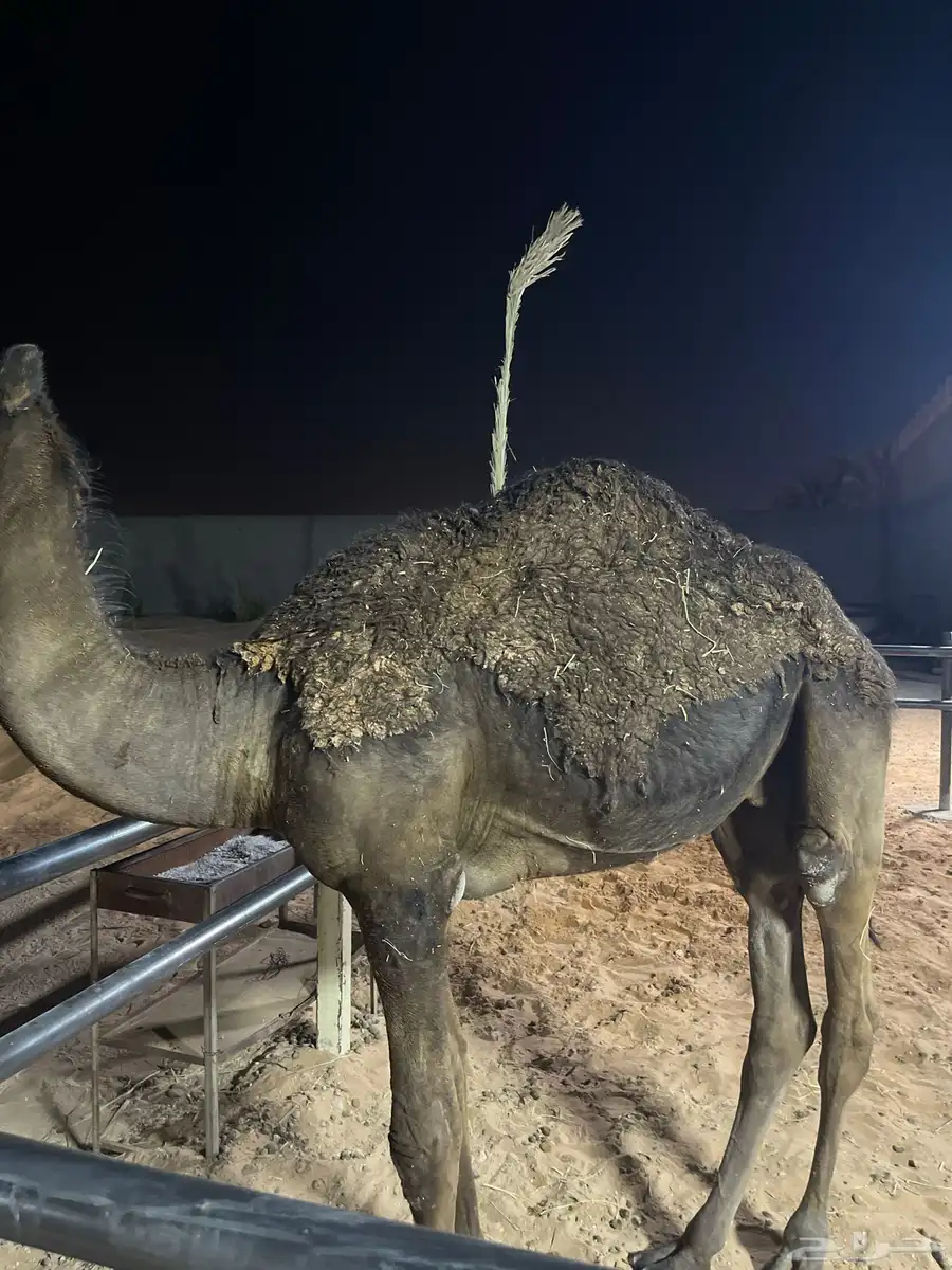 قعود عمره حوالي سبعه شهور ونص طيب ماياكل إلا برسيم 2