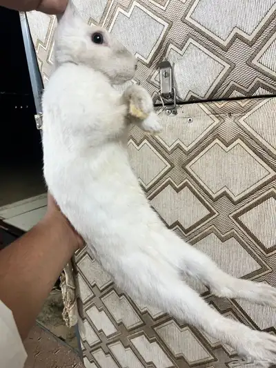 ارانب فرنسيه للبيع 8