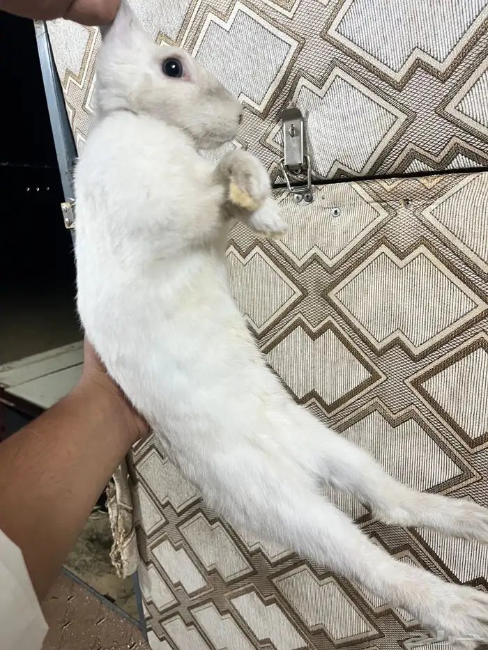 ارانب فرنسيه للبيع 8