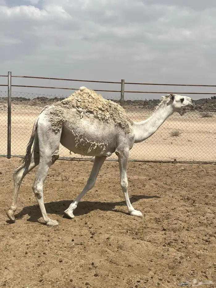رقم التواصل 0